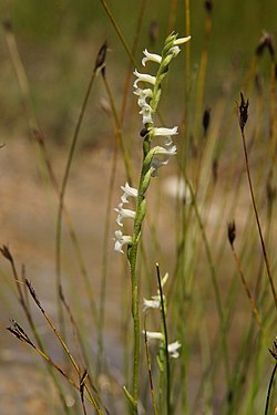 Spiranthes aestivalis