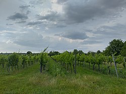 Stammersdorf Riede Erdln