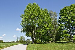 Stein- und Baumgruppe „Drei Brüder“