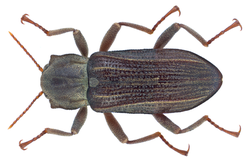 Stenelmis canaliculata