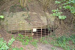 Steyregger Höhle (Fuchsloch oder Großer Höllweinzen)