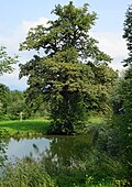 Stiel-Eiche beim Schloss Möchling