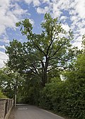 Stieleiche (Quercus robur)