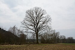 Stieleiche (Quercus robur)