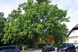 Stieleiche (Quercus robur)