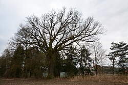 Stieleiche (Quercus robur)