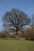 Stieleiche (Quercus robur)