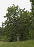 Stieleiche (Quercus robur)