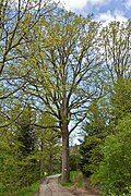 Eiche am Wehrleitenweg