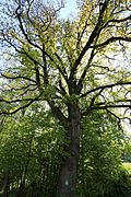 18 Bäume in Volders (17 Stieleichen, 1 Sommerlinde)