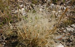 Stipa borysthenica