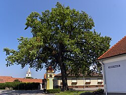 1 Stieleiche „Jubiläumseiche“