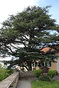 Atlaszeder (Cedrus atlantica)