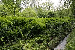 Straußfarnvorkommen am Schönwiesenbach in Mooskirchen