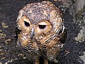 Pagodenkauz (Strix seloputo)