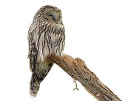 Strix uralensis