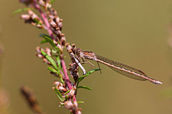 Sibirische Winterlibelle