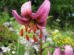 …ein Highlight ist der Türkenbund