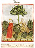 Tacuinum sanitatis Manuskript des 14. Jh.