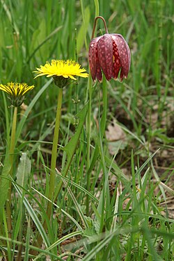 Taraxacum palustre