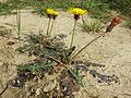 Löss-Löwenzahn (Taraxacum serotinum), in Österreich stark gefährdet.