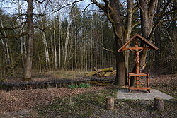 Frühlingsknotenblumenbestand von Teilen der Fronius Auen
