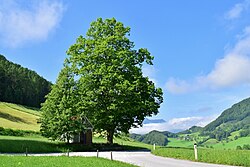 Linde bei der Fatima-Kapelle in Ternberg