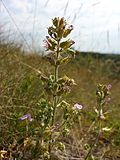 Der beim Hausberg auftretende Trauben-Gamander (Teucrium botrys) gilt in Österreich als gefährdet.