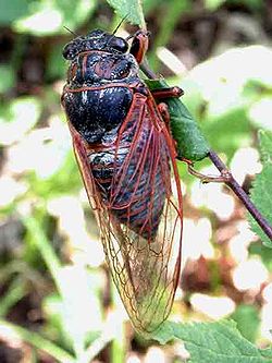 Tibicina haematodes