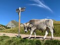Tiroler Grauvieh, Nutztier des Jahres 2023