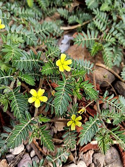 Tribulus terrestris