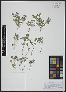 Kleinblütiger Klee