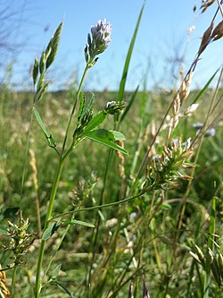 Trigonella procumbens