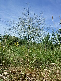 Trinia kitaibelii
