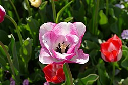 Foto einer hellblau rosa gemusterten Tulpenblüte von oben. Stempel und Staubfäden sind gut erkennbar. Im Hintergrund unscharf andere Tulpen.