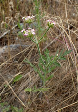 Turgenia latifolia