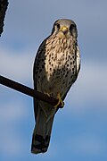 Turmfalke am Neusiedler See