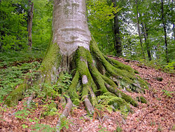Uholka-Shyrokyi Luh (Ukraine)