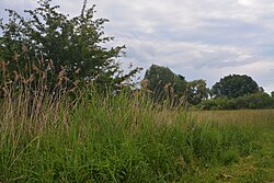 Feuchtgebiet „In Hangen“
