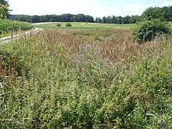 Feuchtbiotop vor der Ferdinandswarte