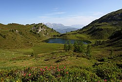 Paarseen-Schuhflicker-Heukareck