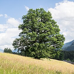 Veitheneiche oberhalb von Münichau