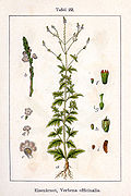 Illustration von Jacob Sturm