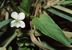 Viola stagnina