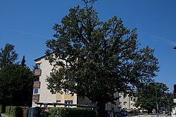 3 Stieleichen in Neudau