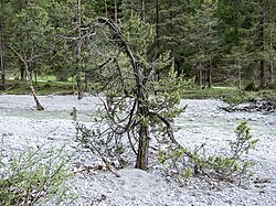 Wacholderbaum neben dem Grieselbach