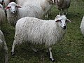Waldschaf, Nutztier des Jahres 2025