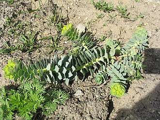 Wuchsform einer jungen Pflanze