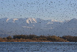 Wasservögel in der Fußacher Bucht