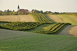 Weinberge in Stillfried an der March